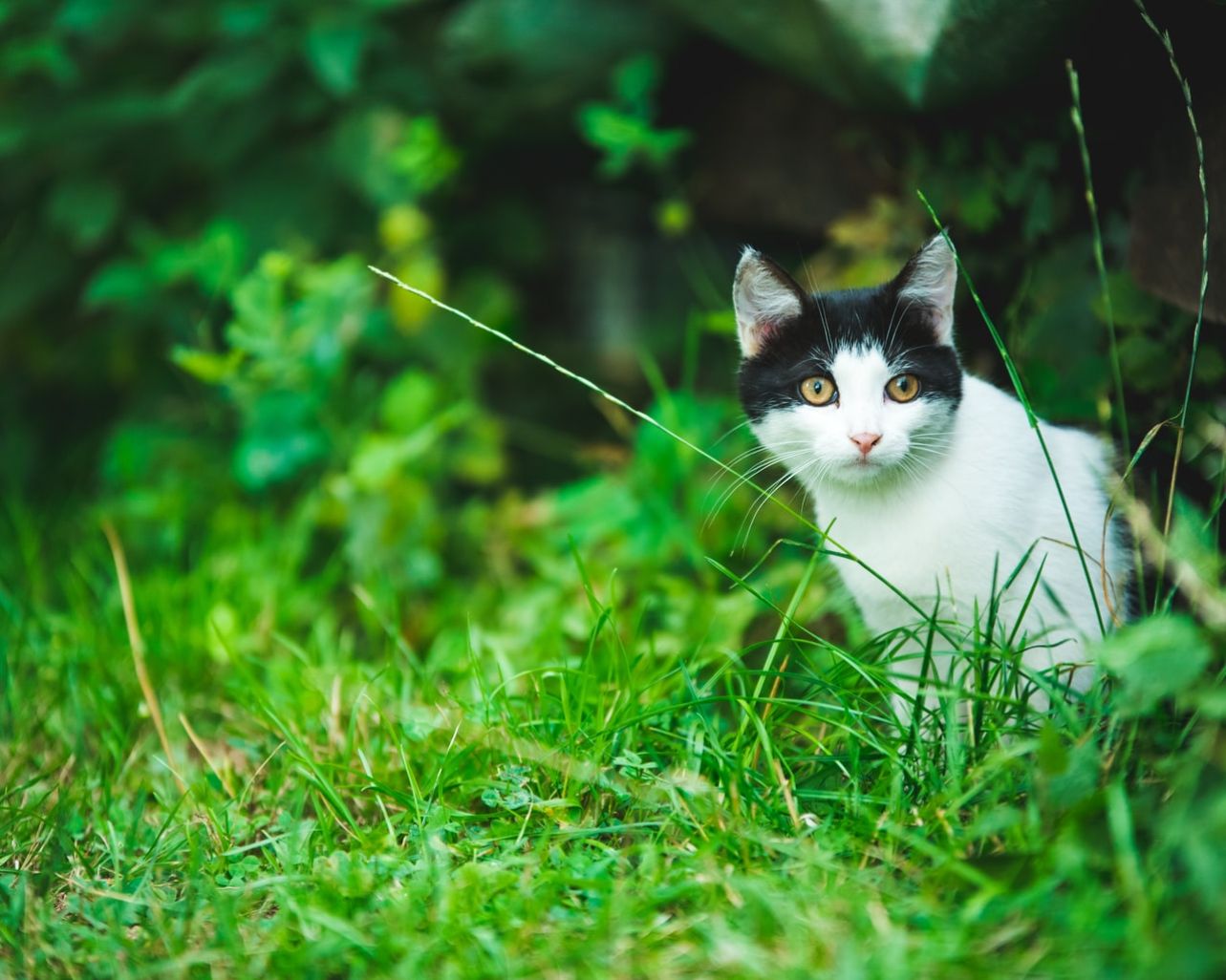 Explicabo fugit voluptas facere.