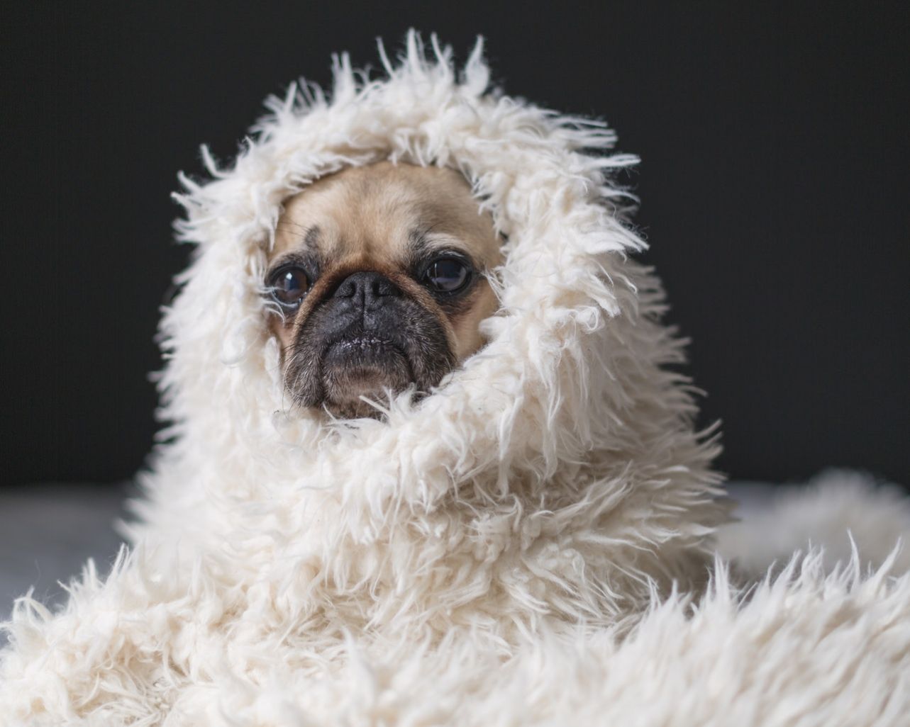 Qui dolor labore quam voluptates.