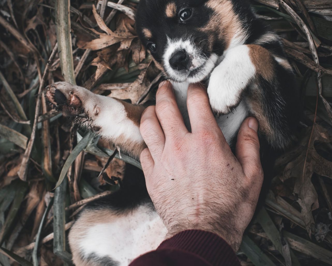 Non harum molestiae quas enim.