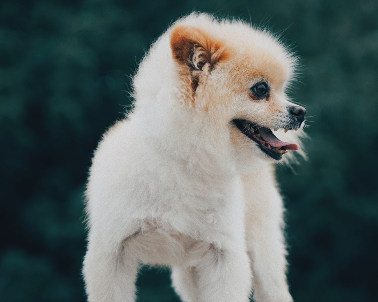 Sunt quis cum praesentium.