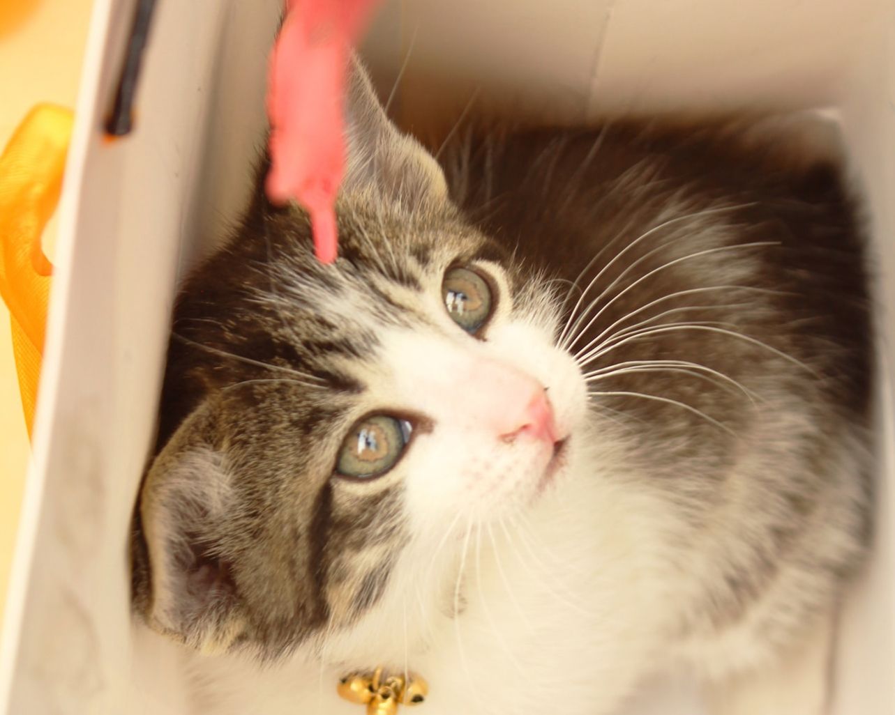 Ullam velit inventore eligendi.