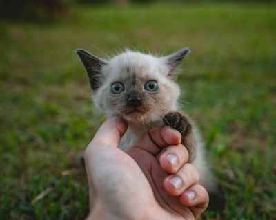 Totam voluptas quia.